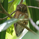 Illustration for article titled Newly-discovered owl makes the ultimate "mwhaha!" face